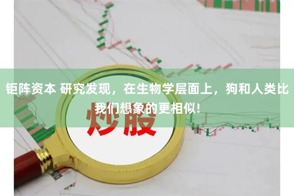 钜阵资本 研究发现，在生物学层面上，狗和人类比我们想象的更相似!